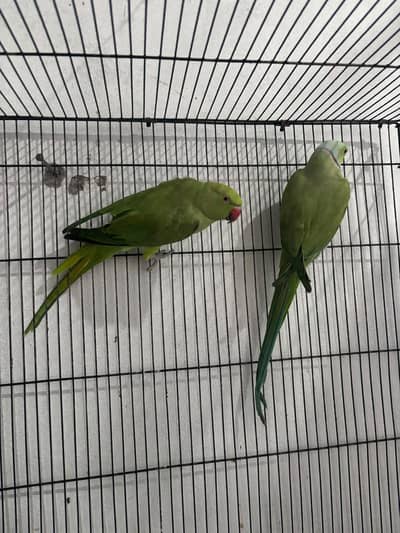 breeder pair for sale