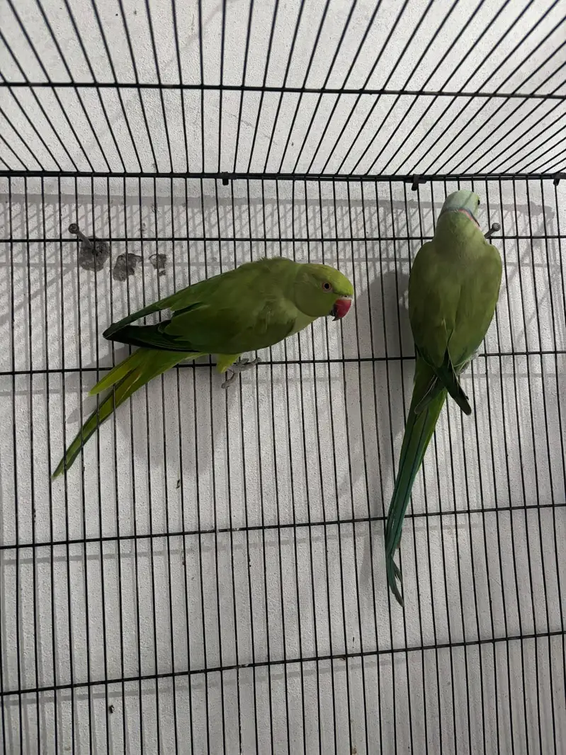 breeder pair for sale — photo 2