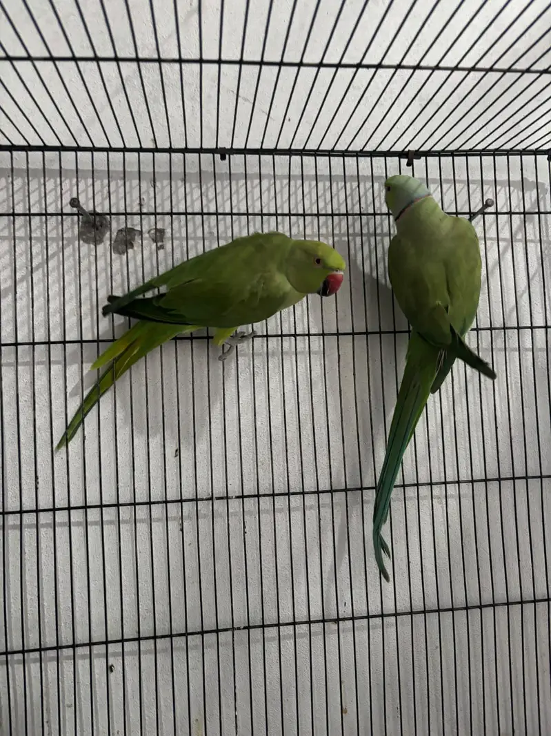 breeder pair for sale — photo 3