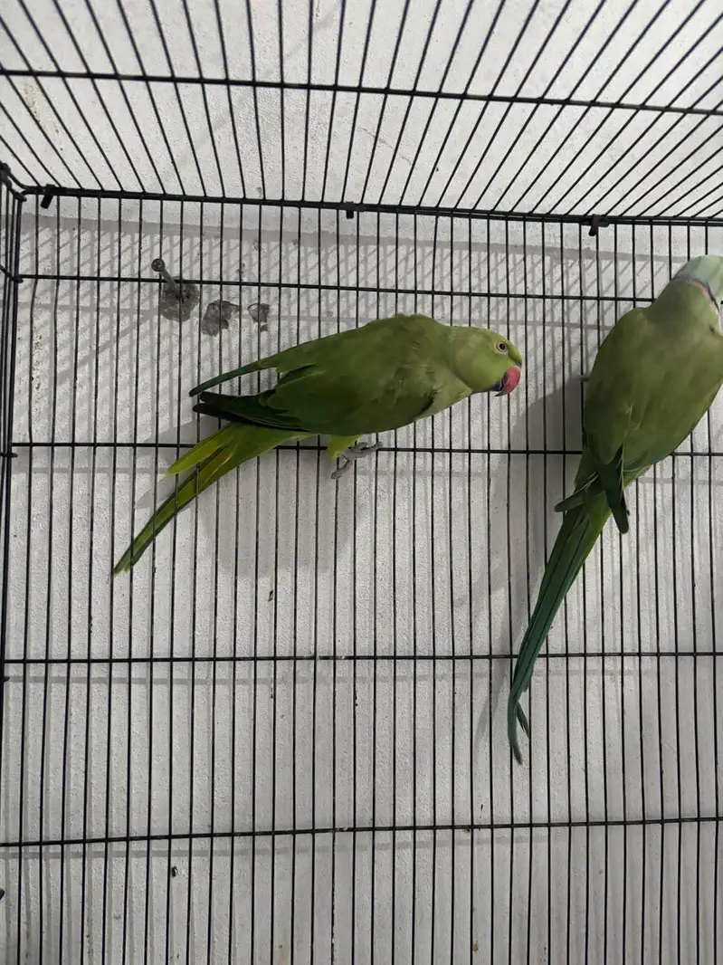 breeder pair for sale — photo 4