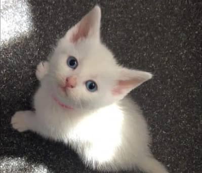 Persian cat for sale