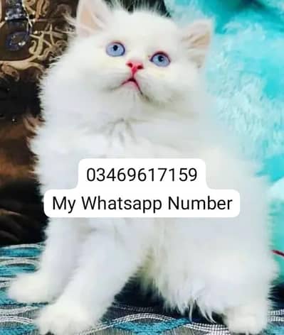 Persian kittens for sale
