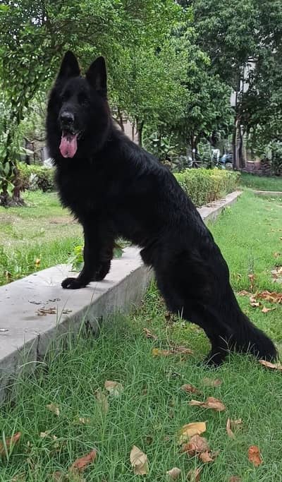 long coat male puppy , do Sal age Pedigree ready for new home