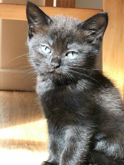 Black and brown Persian kitten