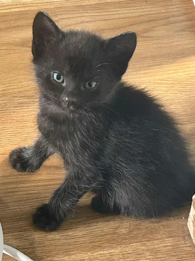 Black and brown Persian kitten — photo 2
