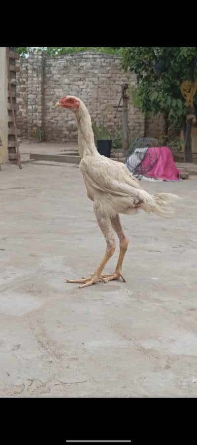 top quality shamo. urgent sale