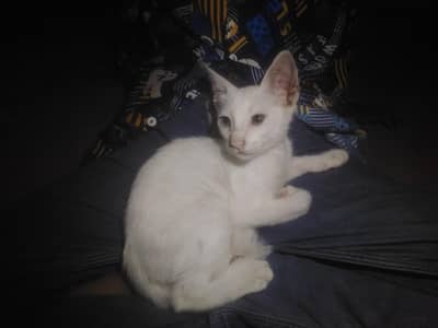 Persian cat for sale