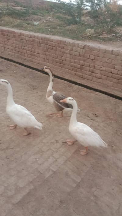 long neck Ducks