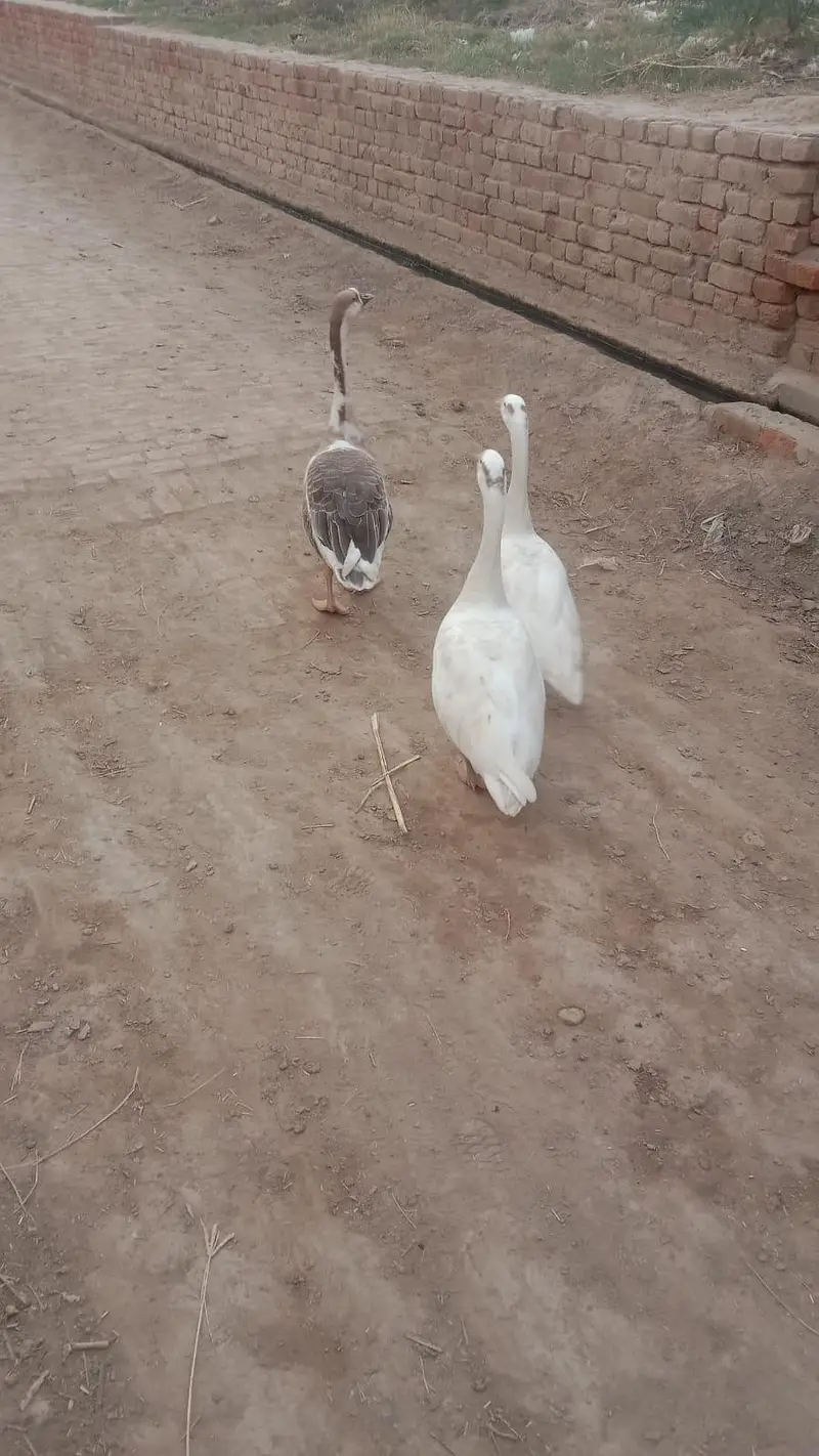 long neck Ducks — photo 2