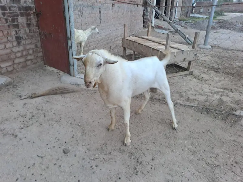 بہترین ٹیڈہ بریڈر چار دانت لوکیشن: سیدوالہ ضلع ننکانہ — photo 2