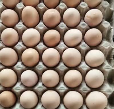 Desi Eggs | organic Eggs | Healthy Eggs