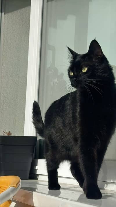 Black Persian male cat