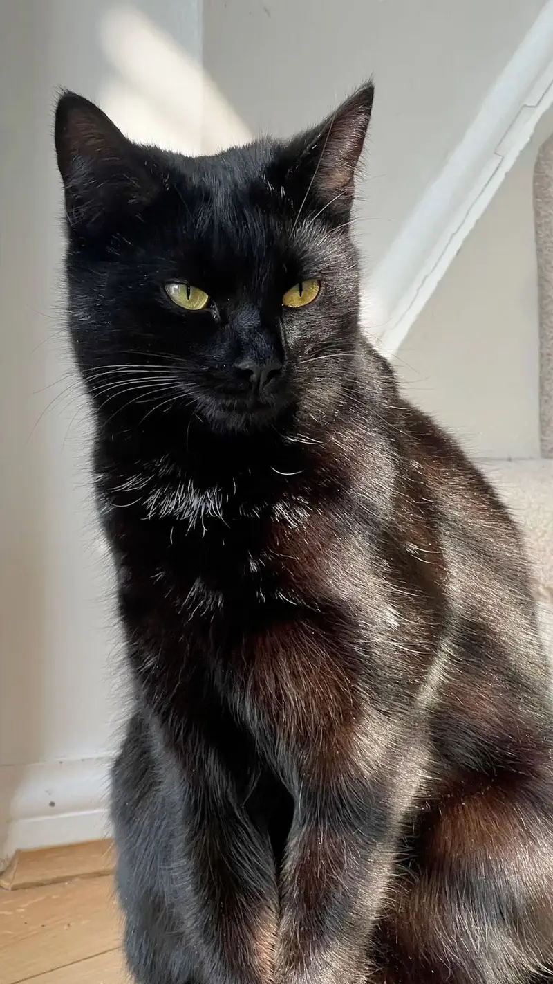 Black Persian male cat — photo 2