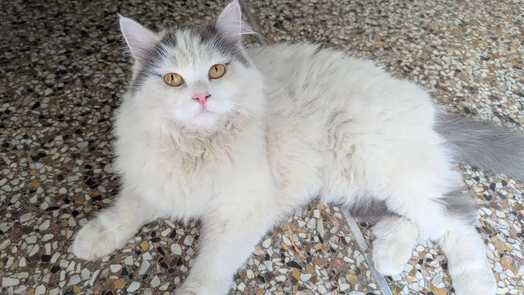 full Bari Bili — photo 2
