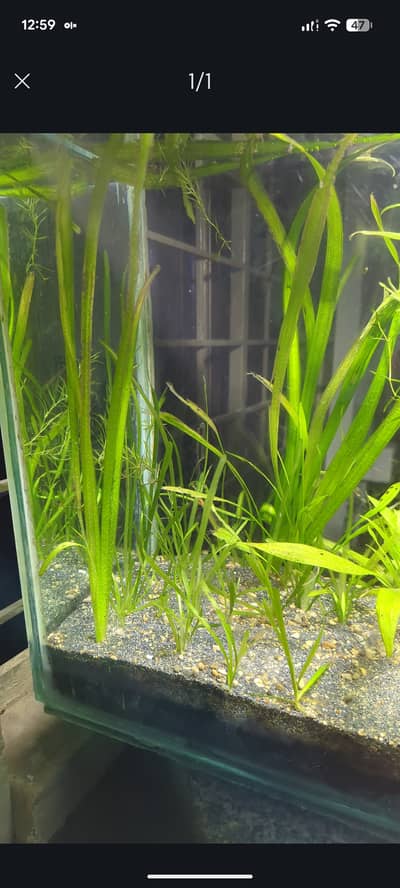 Live Aquarium Plants for Sale | Complete Planted Aquarium Available