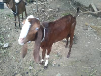 1 x quality bakra beetal