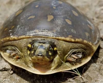 Adult Indian Flapshell Turtle for sale