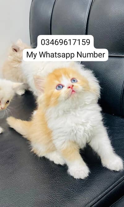 Persian kittens for sale