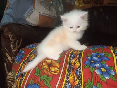cats baby