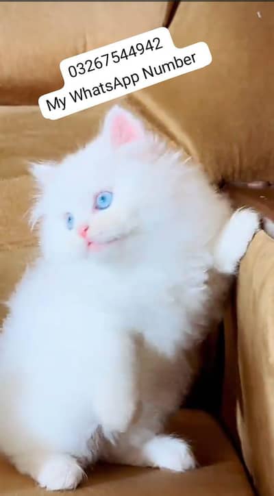 person kitten for urgent sale