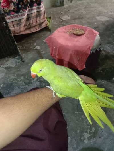 gareen parrots for sell