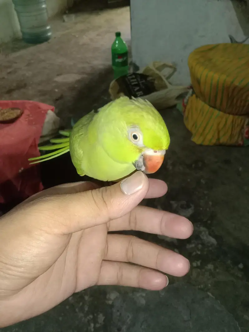 gareen parrots for sell — photo 2