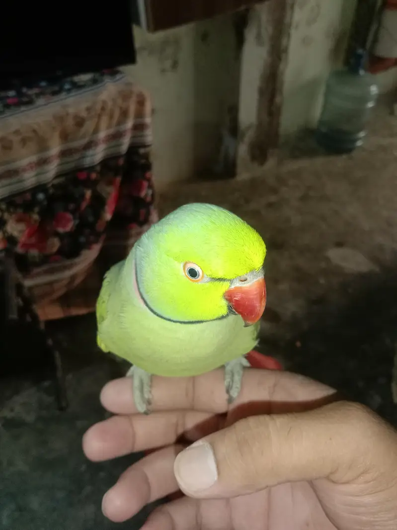 gareen parrots for sell — photo 3