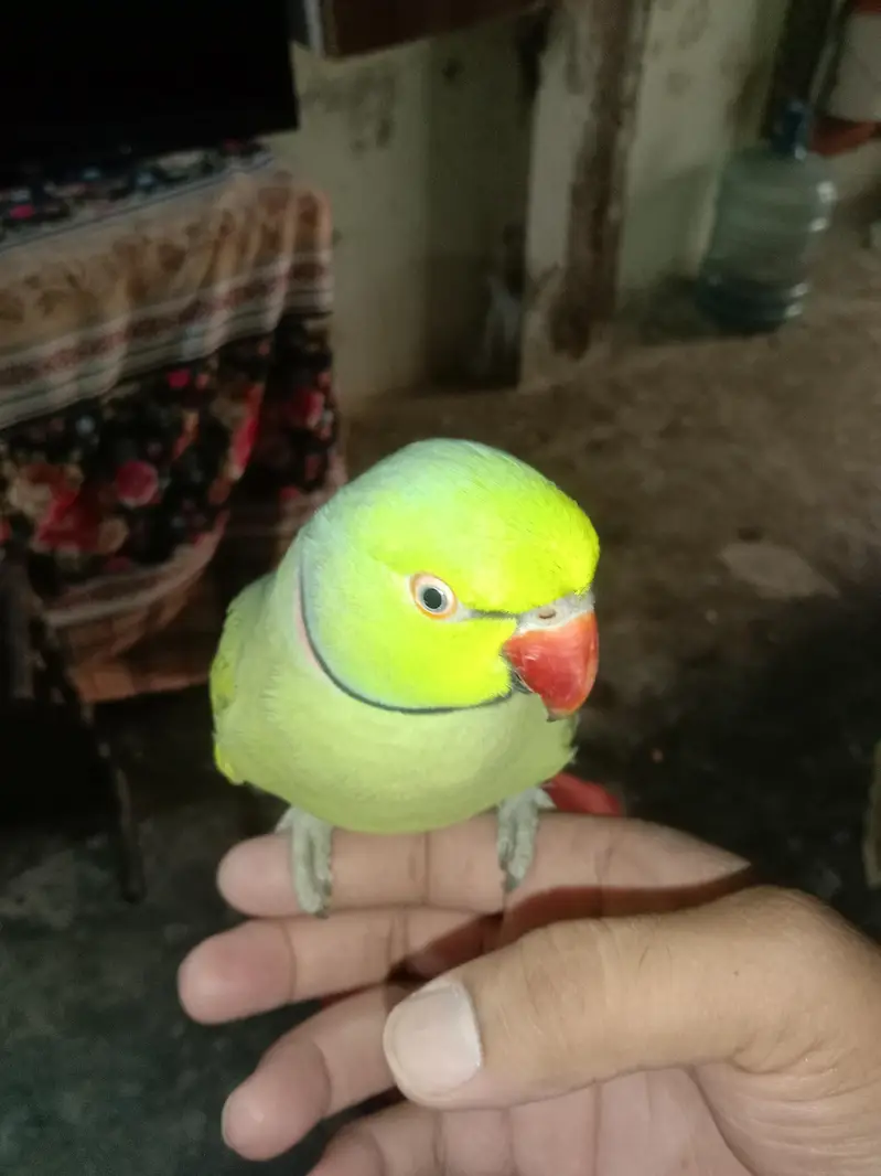 gareen parrots for sell — photo 4
