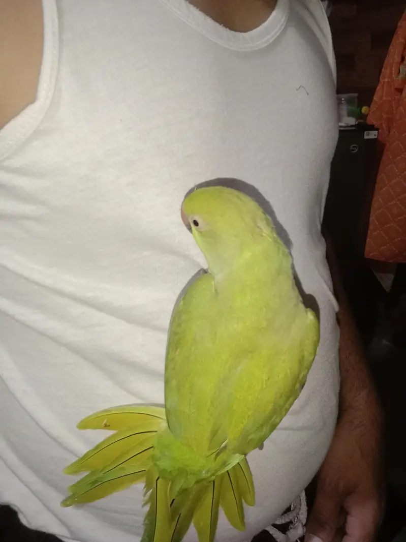 gareen parrots for sell — photo 5