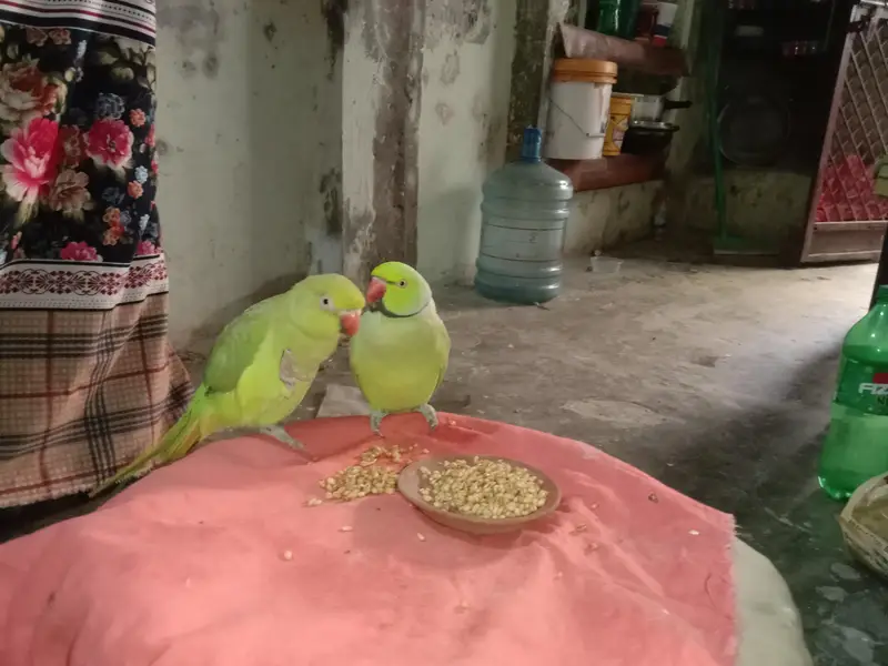 gareen parrots for sell — photo 6