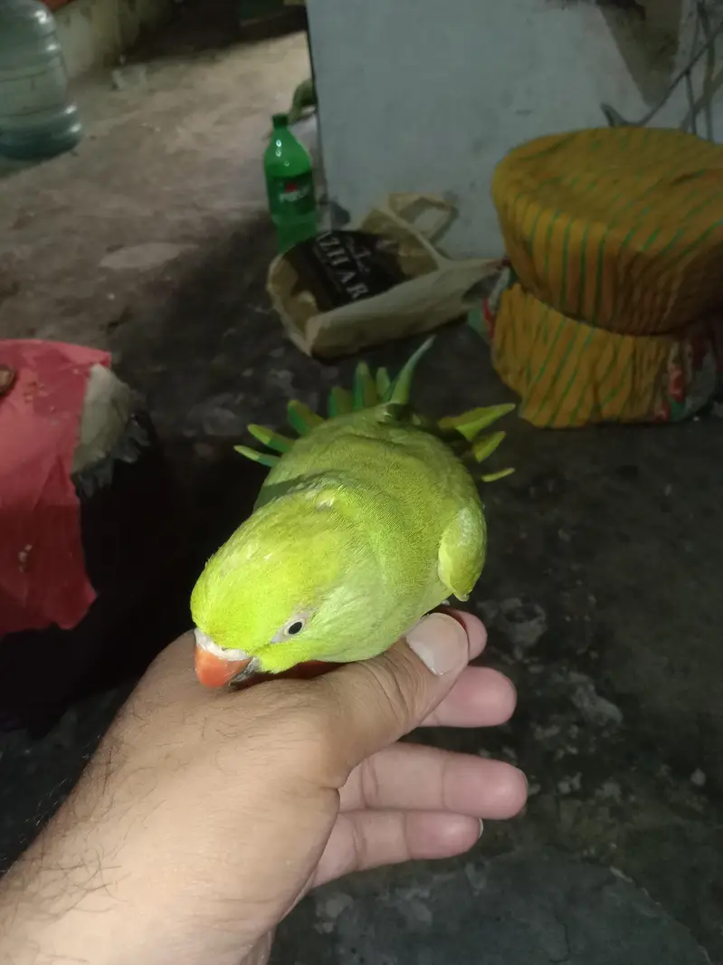 gareen parrots for sell — photo 7