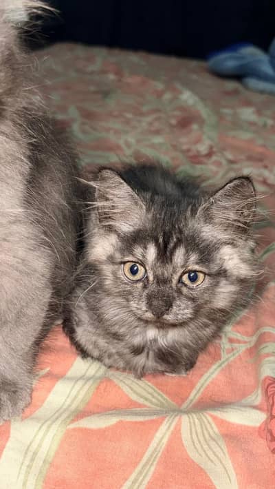 Persian kittens