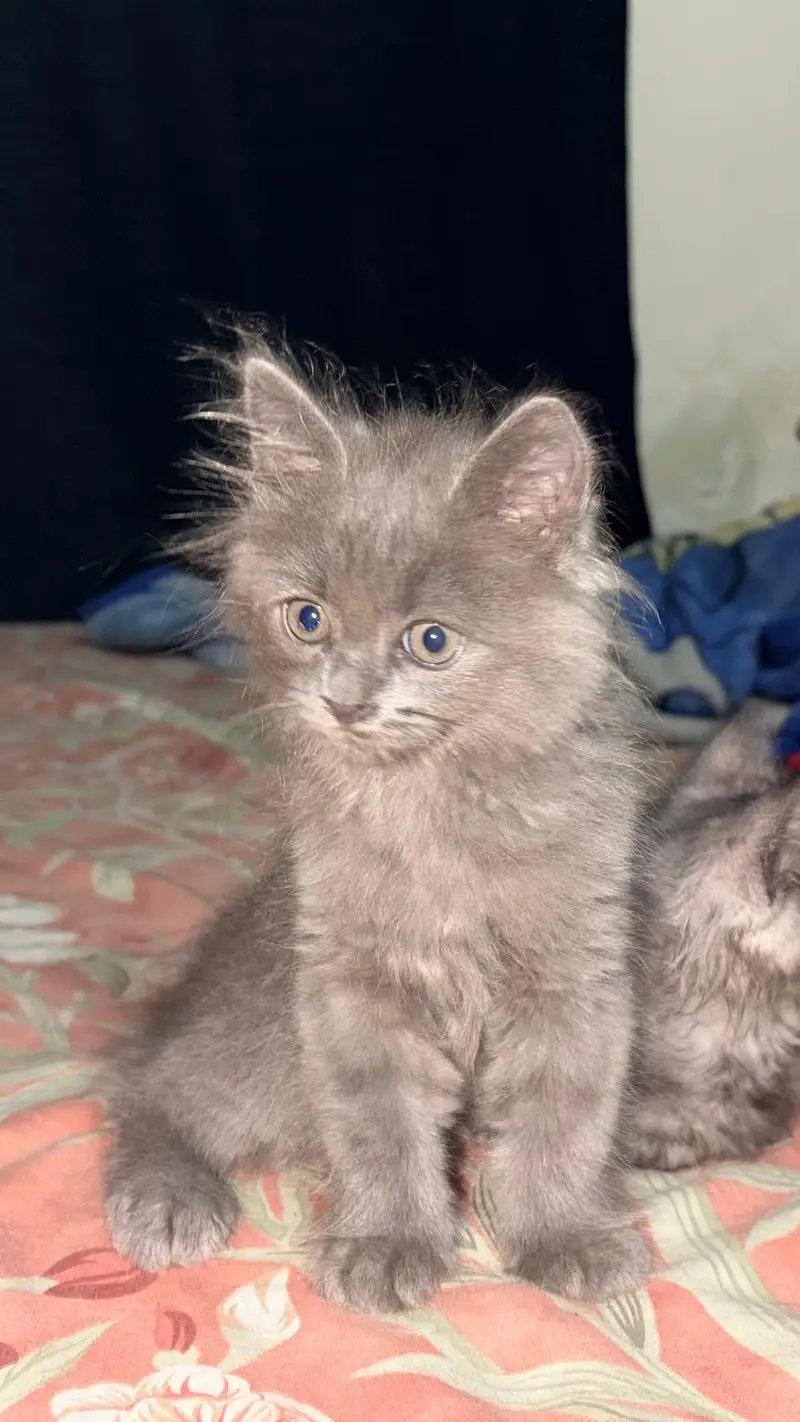 Persian kittens — photo 3