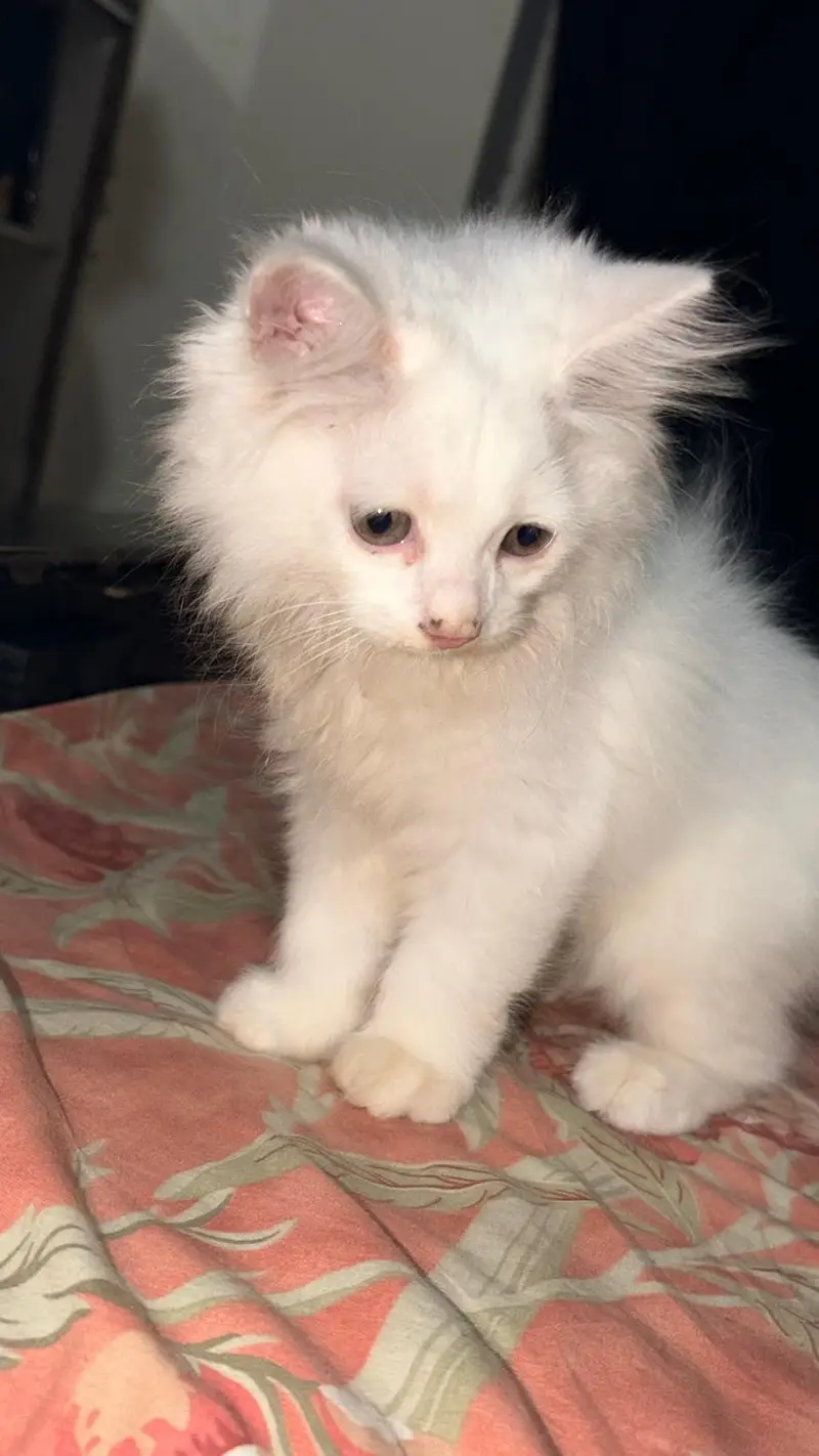 Persian kittens — photo 4