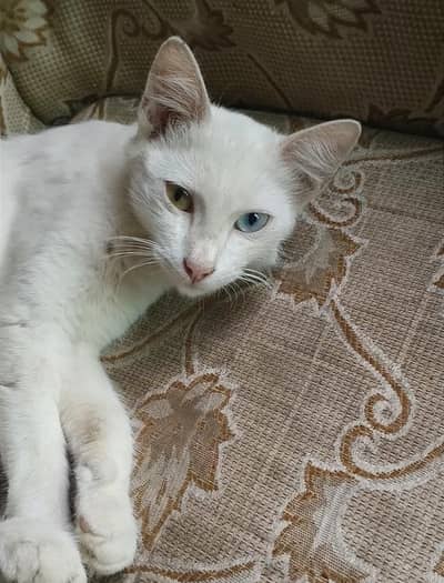 Two color eyes
