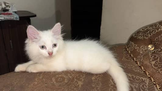 Persian kittens