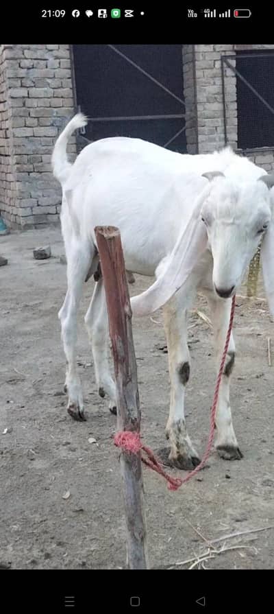Rajan puri bakra location Bhakkar