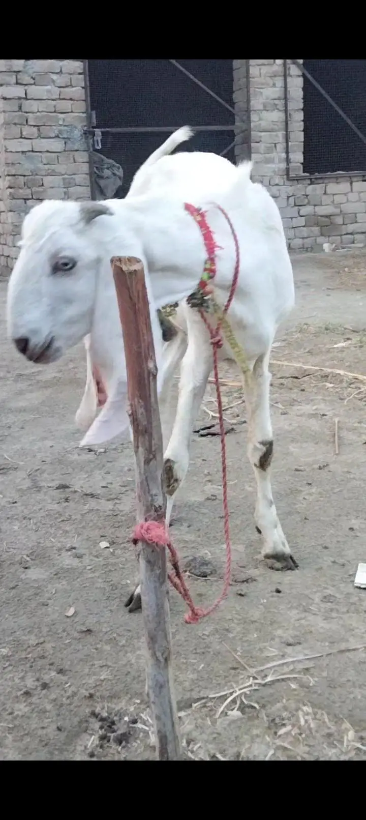 Rajan puri bakra location Bhakkar — photo 2