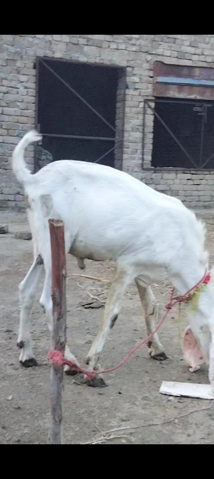 Rajan puri bakra location Bhakkar — photo 3