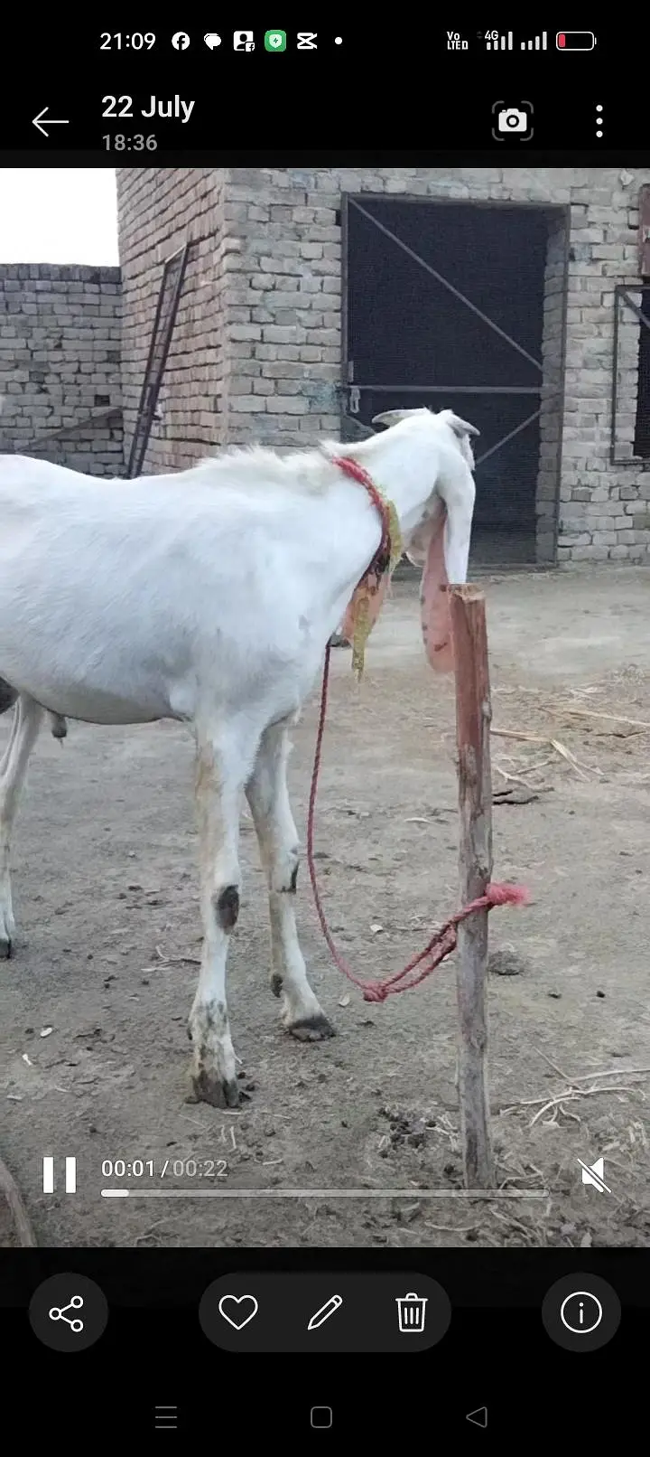 Rajan puri bakra location Bhakkar — photo 4
