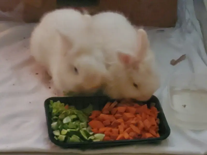 pair rabbits for sale
