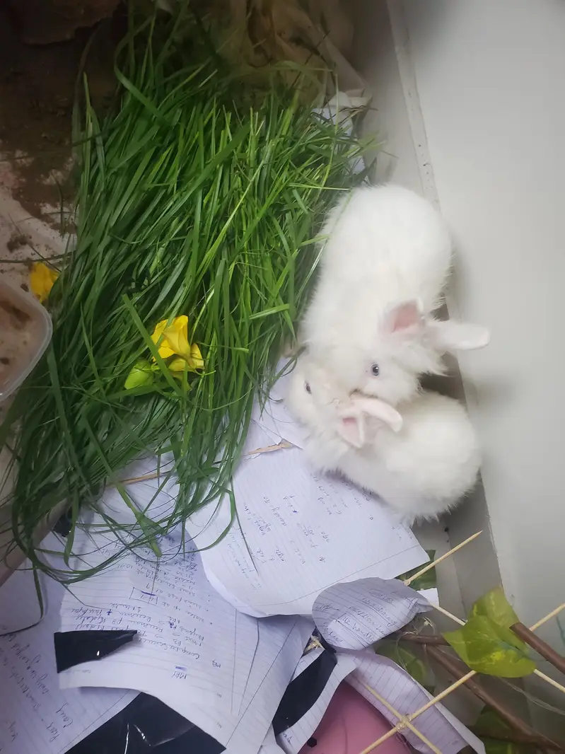 pair rabbits for sale — photo 2