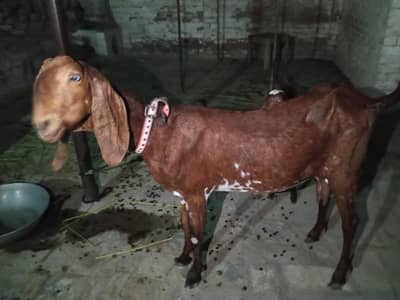 mash Allah good goat healthy and active