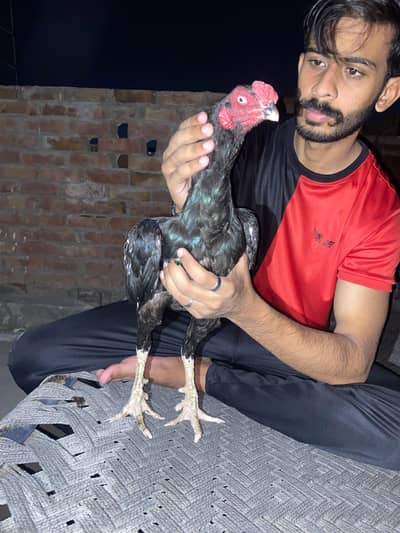 what's app pr rabta kr ly