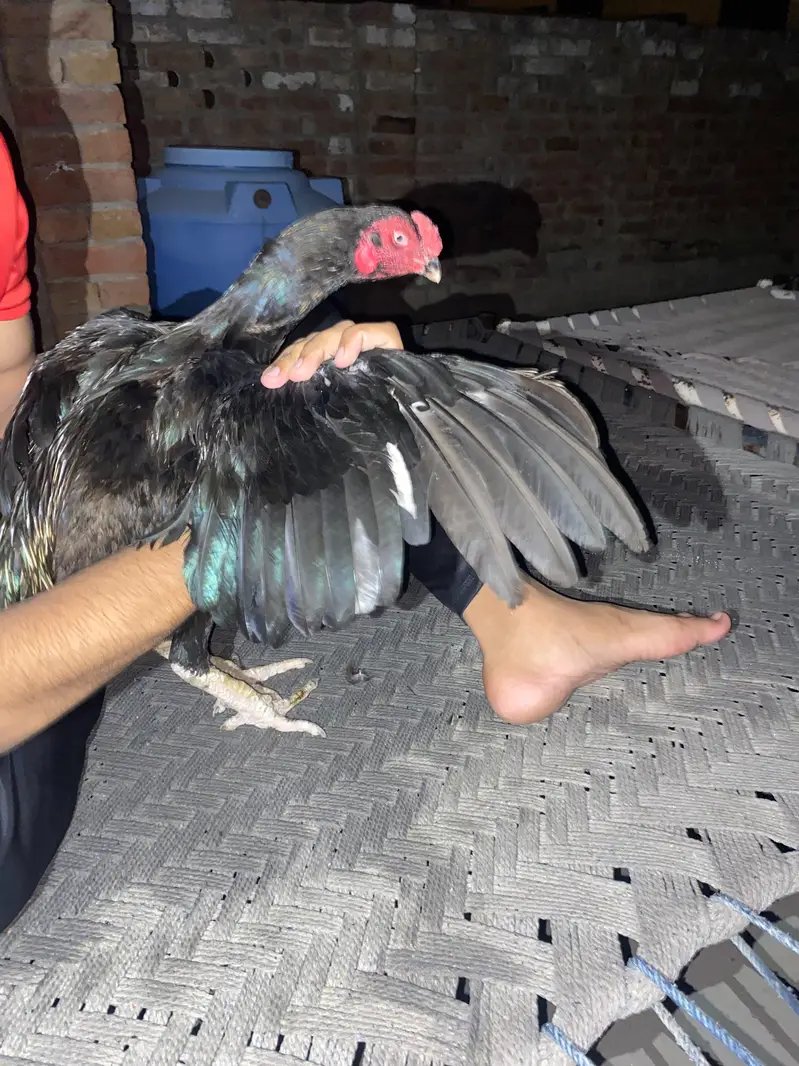 what's app pr rabta kr ly — photo 2