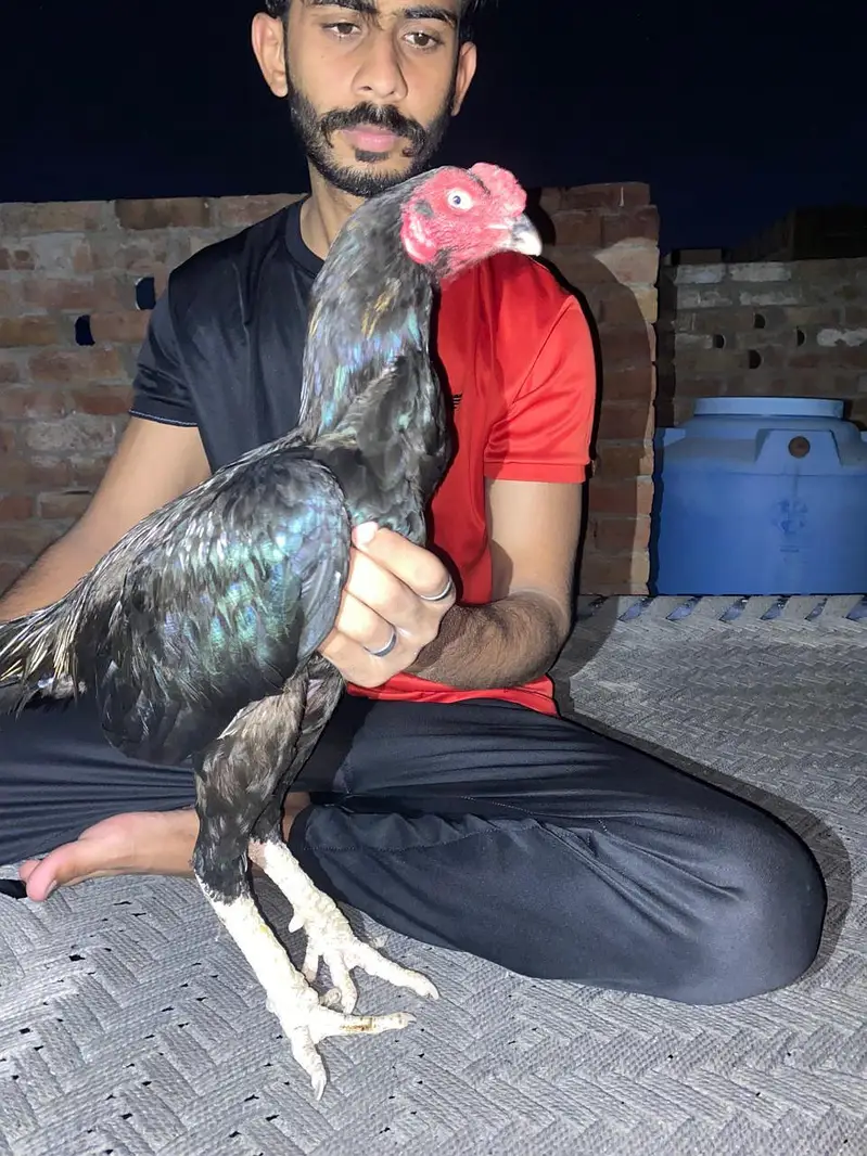 what's app pr rabta kr ly — photo 3