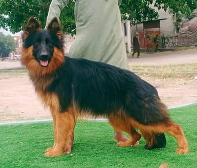 German Shepherd female for sale