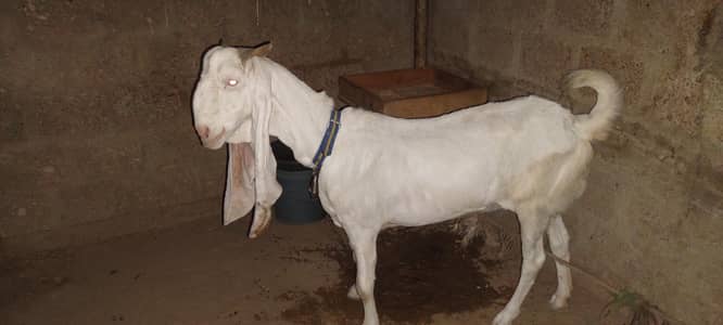female GULABI white eyes