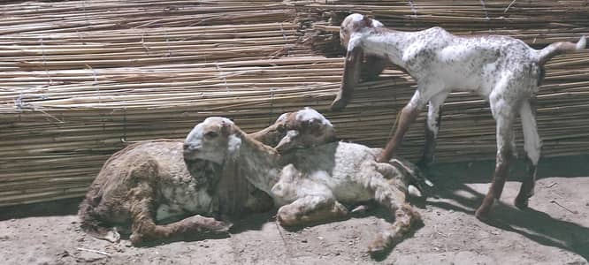 Goats for sale. MEGA SALE. . . !!!!
