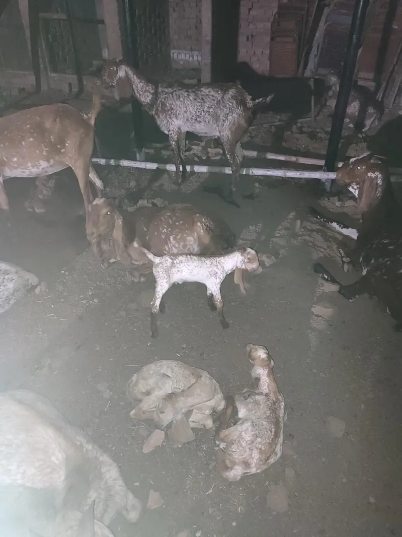 Goats for sale. MEGA SALE. . . !!!! — photo 2